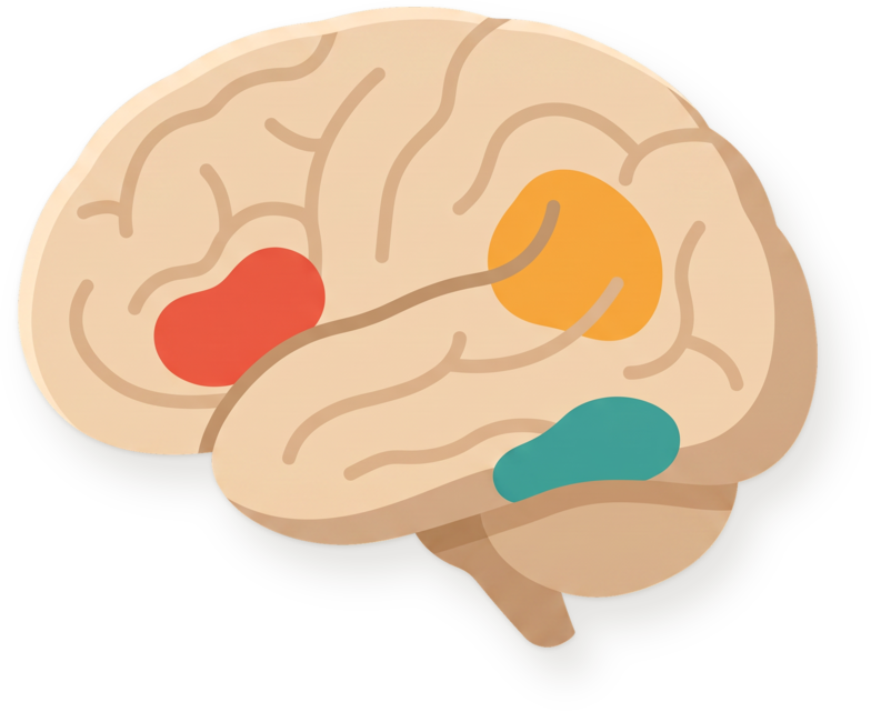 A drawing of the left side of a brain with three areas highlighted: one at the front, two at the back